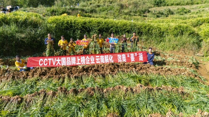 墨江象鼻村生姜大丰登！从种植、施肥到采摘，云南解化全程“呵护”